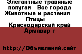 Элегантные травяные попугаи - Все города Животные и растения » Птицы   . Краснодарский край,Армавир г.